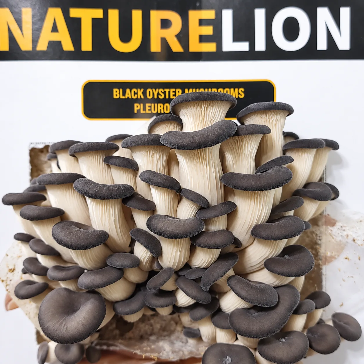 Black oyster mushrooms with broader caps on a Nature Lion kit