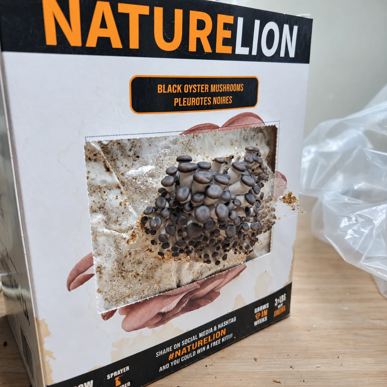 Small oyster mushrooms emerging from a Nature Lion kit