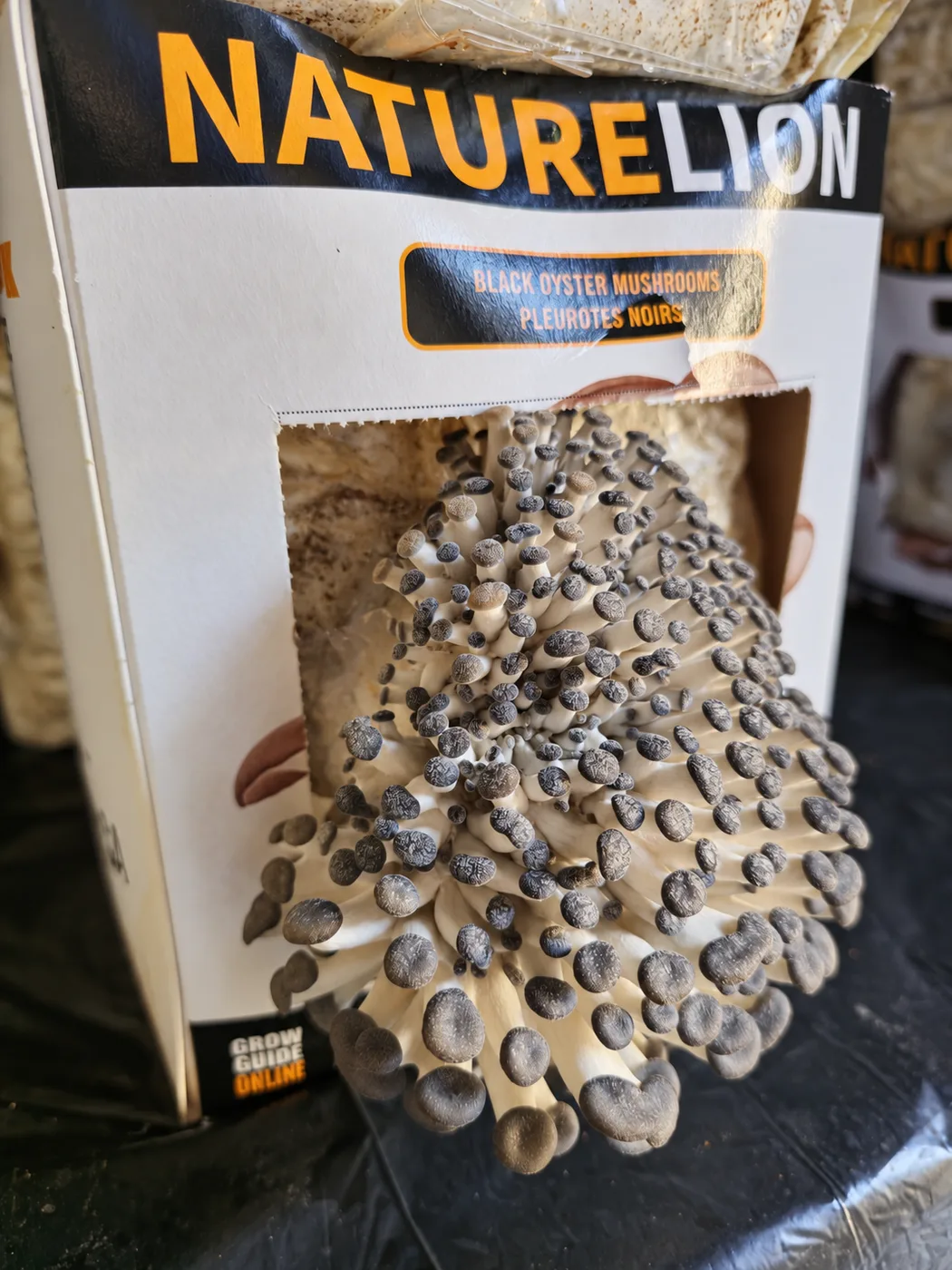 Nature Lion black oyster kit: long stems and small caps